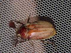 Melolontha incana