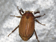 Melolontha incana