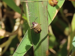 Rubiconia intermedia