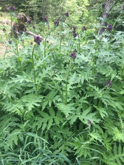 Cirsium alsophilum