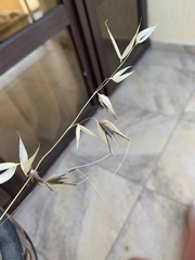 Avena barbata