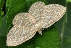 Glaucorhoe unduliferaria