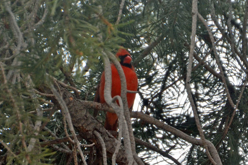Northern Cardinal photographed in Colorado