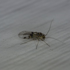 Teliapsocus conterminus