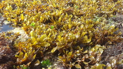 Sargassum sinclairii