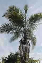 Syagrus