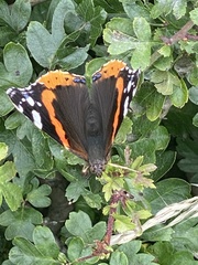 Vanessa atalanta