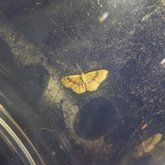 Leptostales ferruminaria