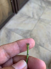 Equisetum ramosissimum