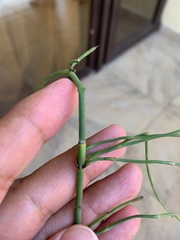 Equisetum ramosissimum