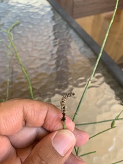 Equisetum ramosissimum