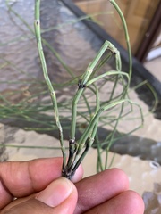 Equisetum ramosissimum