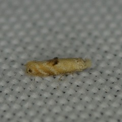 Bucculatrix coronatella