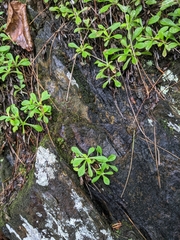 Mollugo verticillata