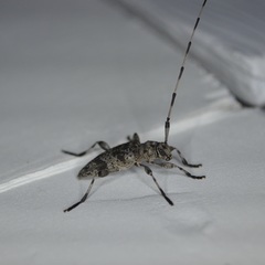 Acanthocinus obsoletus