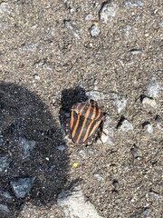 Graphosoma rubrolineatum