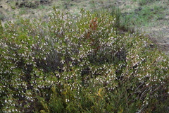Conostephium pendulum