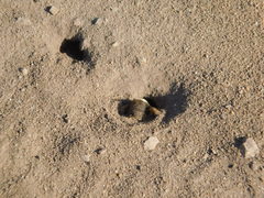 Diadasia bituberculata