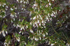 Conostephium pendulum