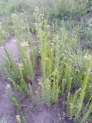 Erigeron canadensis