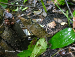 Acanthosaura crucigera