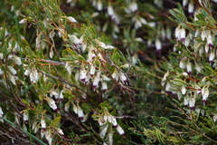 Conostephium pendulum