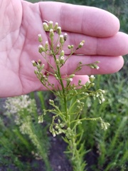 Erigeron canadensis