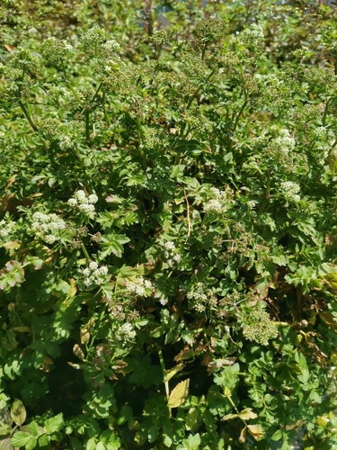 berla vzpriamená (Berula erecta)