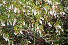 Conostephium pendulum