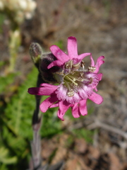 Silene scouleri scouleri