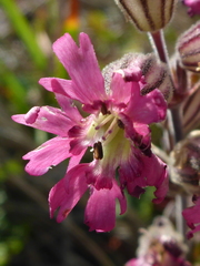 Silene scouleri scouleri