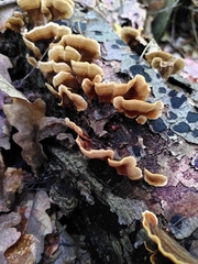 Fungi