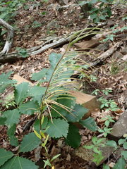 Borodinia missouriensis