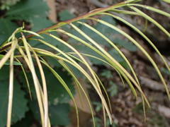 Borodinia missouriensis