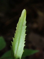 Borodinia missouriensis