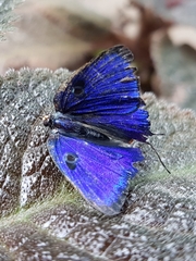 Panthiades bathildis