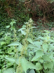 Urtica dioica