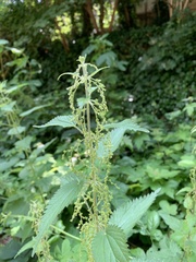 Urtica dioica