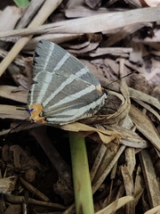 Panthiades bathildis