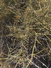 Ephedra aspera
