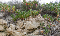 Carpobrotus virescens
