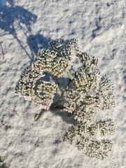 Dasispermum suffruticosum