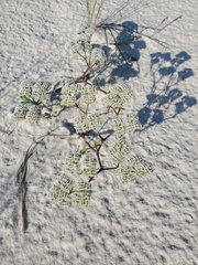 Dasispermum suffruticosum