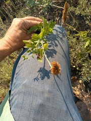 Leonotis nepetifolia