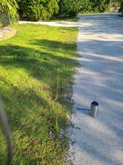 Buchnera floridana image