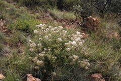 Clematis villosa stanleyi