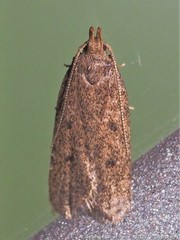 Glyphidocera juniperella