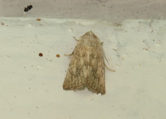 Photedes fluxa
