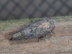 Paraphlepsius tennessus