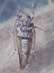 Paraphlepsius tennessus